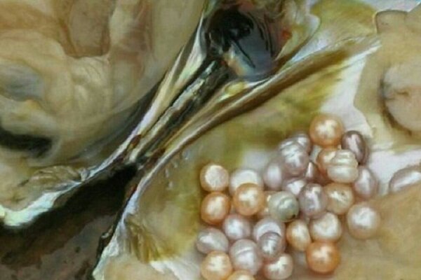 بهترین رستوران‌های بوشهر؛ لیست 15+ جای عالی برای غذاهای محلی