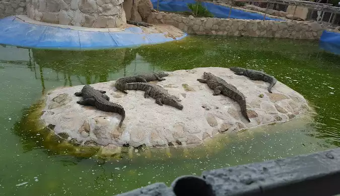 پارک دلفین کیش: معرفی کامل و نکات ضروری