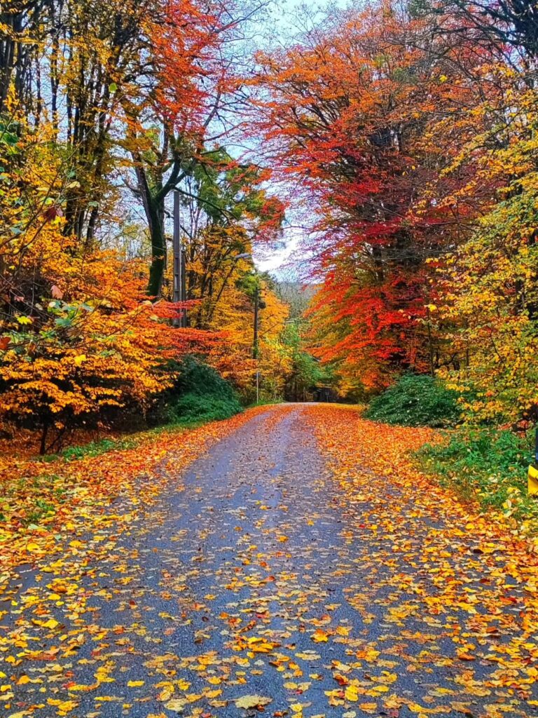 شمال در پاییز: چرا بهترین زمان سفر است؟