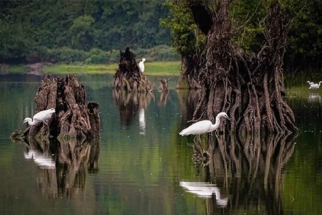 دریاچه ارواح نوشهر: سفری شگفتانگیز 3 پوشش گیاهی و جانوری
