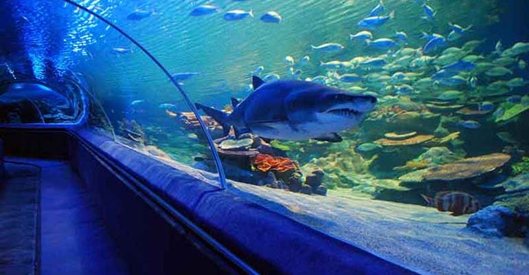 تفریح کیش برای کودکان: شهربازی، پارک آبی و جاذبهها 4 آکواریوم کیش